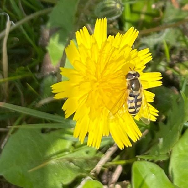 Terrasjes-kommazweefvlieg (Eupeodes corollae)
